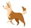 FAQs on Pets and house cleaning